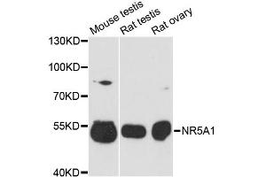 Western blot analysis of extracts of various cell lines, using NR5A1 antibody (ABIN1980152) at 1:3000 dilution. (NR5A1 Antikörper)