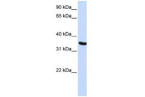 WB Suggested Anti-DPPA2 Antibody Titration: 0. (DPPA2 Antikörper  (N-Term))