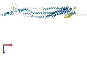 AlphaFold protein structure predicition of Human Recombinant DCST1 Protein, UniprotID Q5T197 (DCST1 Protein (AA 1-706) (His tag))
