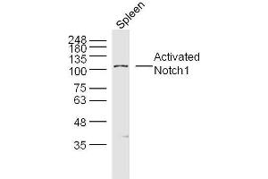 Mouse spleen lysates probed with Activated Notch1 Polyclonal Antibody, unconjugated  at 1:300 overnight at 4°C followed by a conjugated secondary antibody for 60 minutes at 37°C. (Notch1 Antikörper  (AA 1754-1800))