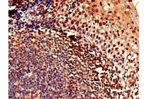 Immunohistochemistry of paraffin-embedded human tonsil tissue using ABIN7147887 at dilution of 1:100 (Claudin 12 Antikörper  (AA 32-87))