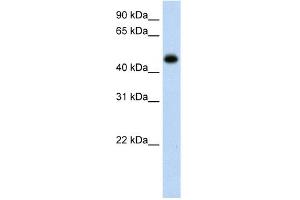 WB Suggested Anti-HAO1 Antibody Titration:  0. (HAO1 Antikörper  (C-Term))