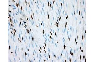 Image no. 10 for anti-Aryl Hydrocarbon Receptor Nuclear Translocator (ARNT) antibody (ABIN1496729) (ARNT Antikörper)