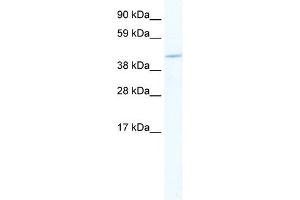 MEF2C antibody (20R-1146) used at 0. (MEF2C Antikörper  (N-Term))