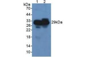 Western blot analysis of (1) Rat Pancreas Tissue and (2) Mouse Pancreas Tissue. (Elastase 3B Antikörper  (AA 29-270))