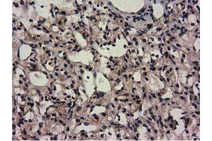 Image no. 7 for anti-COBW Domain Containing 1 (CBWD1) antibody (ABIN1497117) (CBWD1 Antikörper)