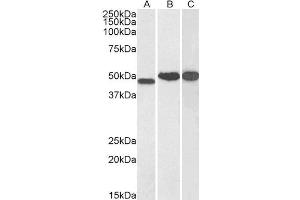 ABIN2564062 (0. (NDRG1 Antikörper  (C-Term))