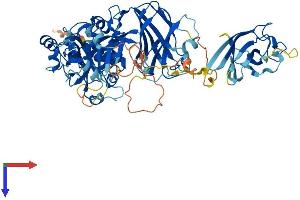 CAPN10 Protein (AA 1-672) (His tag)