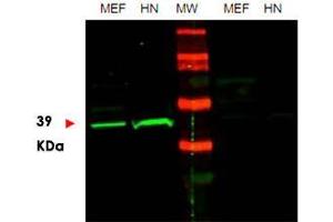Western blot using POU5F1 polyclonal antibody  shows detection of endogenous POU5F1 in mouse embryonic fibroblast (MEF) cell lysate (lane 1) and HeLa nuclear extract (HN) (lane 2). (OCT4 Antikörper  (Internal Region))