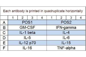 Image no. 1 for Non-Human Primate Cytokine Array Q1 (ABIN4956082)