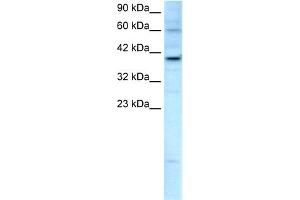 WB Suggested Anti-KIF25 Antibody Titration:  2. (KIF25 Antikörper  (C-Term))