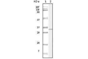 Western blot analysis using APP mouse mAb against truncated APP recombinant protein. (APP Antikörper)