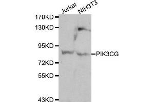 Western blot analysis of Jurkat and NIH3T3 cell lines, using PIK3CG antibody. (PIK3 gamma Antikörper)