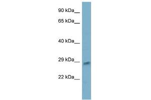 WB Suggested Anti-ING5 Antibody Titration:  0. (ING5 Antikörper  (N-Term))