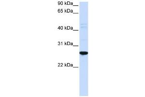 Western Blotting (WB) image for anti-Dorsal Root Ganglia Homeobox (DRGX) antibody (ABIN2459124) (DRGX Antikörper)