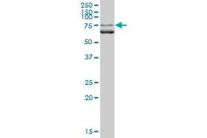 LMNA MaxPab polyclonal antibody. (Lamin A/C Antikörper  (AA 1-664))