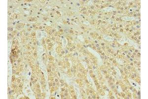 Immunohistochemistry of paraffin-embedded human adrenal gland tissue using ABIN7174820 at dilution of 1:100 (C2ORF15 Antikörper  (AA 1-125))