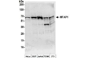 anti-Microfibrillar Associated Protein 1 (MFAP1) (AA 175-225) antibody