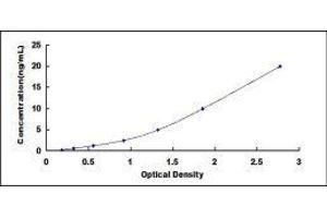 ELISA image for Calcium Channel, Voltage-Dependent, R Type, alpha 1E Subunit (CACNA1E) ELISA Kit (ABIN428236)