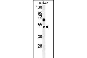 SNX31 Antibody (N-term) (ABIN652160 and ABIN2840572) western blot analysis in mouse liver tissue lysates (15 μg/lane). (SNX31 Antikörper  (N-Term))