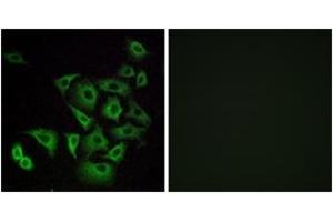 Immunofluorescence analysis of A549 cells, using OR4K14 Antibody.