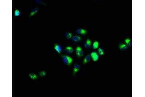 Immunofluorescence staining of Hela cells with ABIN7146723 at 1:66, counter-stained with DAPI. (CA4 Antikörper  (AA 75-200))