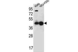 Western Blotting (WB) image for anti-Purine-Rich Element Binding Protein A (PURA) antibody (ABIN2996378) (PURA Antikörper)