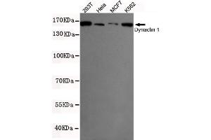 Western blot detection of Dynactin 1 in K562,MCF7,293T and Hela cell lysates using Dynactin 1 mouse mAb (1:500 diluted). (Dynactin 1 Antikörper  (N-Term))