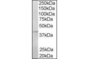 Image no. 2 for anti-Ring Finger Protein 2 (RNF2) (C-Term) antibody (ABIN374300) (RNF2 Antikörper  (C-Term))