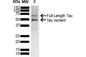 Western blot analysis of SH-SY5Y showing detection of ~45. (tau Antikörper  (HRP))