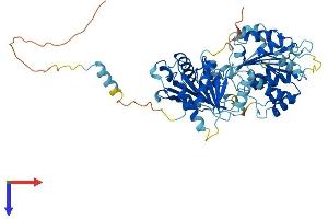 DDX28 Protein (AA 1-540) (His tag)