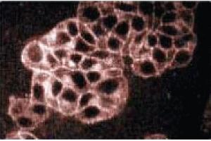 Immunofluorescence (IF) image for anti-Synaptophysin (SYP) (AA 205-306) antibody (ABIN968694)
