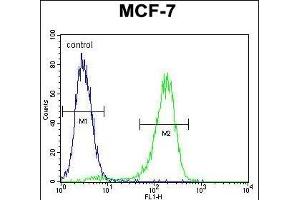 RARS Antibody (C-term) (ABIN655043 and ABIN2844674) flow cytometric analysis of MCF-7 cells (right histogram) compared to a negative control cell (left histogram). (RARS Antikörper  (C-Term))