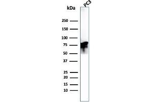 Western Blot Analysis of PC3 cell lysate. (Moesin Antikörper)