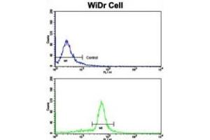 Flow Cytometry (FACS) image for anti-Villin 1 (VIL1) antibody (ABIN3002792) (Villin 1 Antikörper)