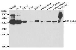 Western blot analysis of extracts of various cell lines, using SERPINB1 antibody. (SERPINB1 Antikörper  (AA 100-379))
