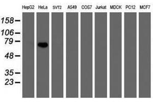 Image no. 1 for anti-F-Box Protein 42 (FBXO42) (AA 356-717) antibody (ABIN1491450) (FBXO42 Antikörper  (AA 356-717))