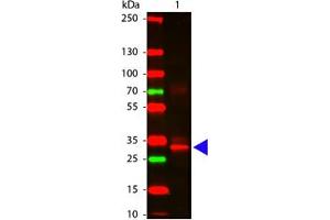 Image no. 1 for anti-Asparaginase Homolog (ASPG) antibody (ABIN799764) (Asparaginase Antikörper)