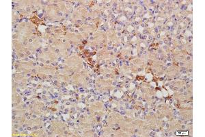 Formalin-fixed and paraffin embedded mouse kidney labeled with Anti-CRIM1 Polyclonal Antibody, Unconjugated (ABIN676853) at 1:200, followed by conjugation to the secondary antibody and DAB staining (CRIM1 Antikörper  (AA 901-1028))