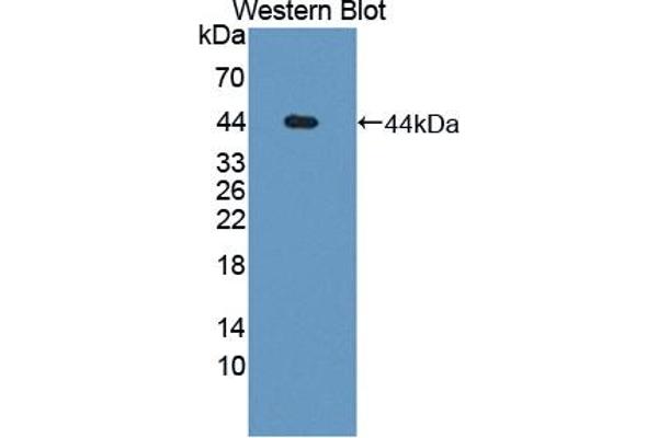 SERPINE2 antibody  (AA 20-398)