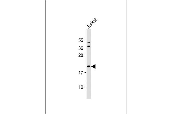 BID antibody  (AA 68-103)