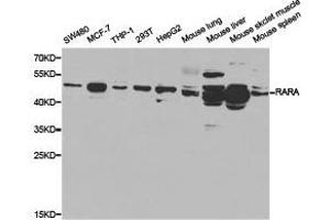 Western Blotting (WB) image for anti-Retinoic Acid Receptor, alpha (RARA) antibody (ABIN1875395) (Retinoic Acid Receptor alpha Antikörper)