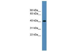 WB Suggested Anti-AIMP2 Antibody Titration: 0. (AIMP2 Antikörper  (Middle Region))