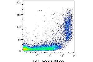 Surface staining of CD9 in murine peritoneal fluid cells with anti-CD9 (EM-04) FITC. (CD9 Antikörper  (FITC))