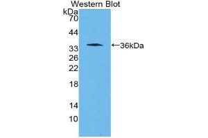 Western Blotting (WB) image for anti-Wingless-Type MMTV Integration Site Family, Member 10B (WNT10B) (AA 30-322) antibody (ABIN7430210)