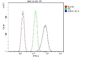 Flow Cytometry analysis of A431 cells using anti-HSPH1 antibody (ABIN7602237). (HSPH1 Antikörper  (AA 653-858))