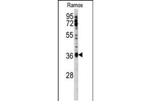 Western blot analysis of anti-U2AF1 Antibody (Center S70) in Ramos cell line lysates (35ug/lane). (U2AF1 Antikörper  (AA 55-83))