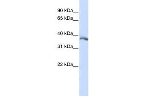 WB Suggested Anti-EDA Antibody Titration:  0.