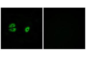 Immunofluorescence analysis of A549 cells, using MRPS22 antibody. (MRPS22 Antikörper  (Internal Region))