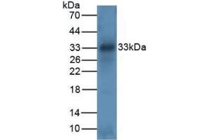 Detection of TPS in Mouse Intestine Tissue using Polyclonal Antibody to Tryptase (TPS) (TPSAB1 Antikörper  (AA 161-262))